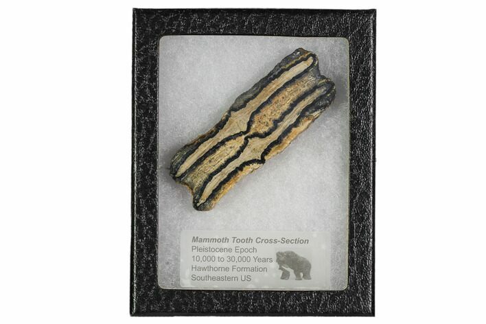 Mammoth Molar Slice With Case - South Carolina #106473